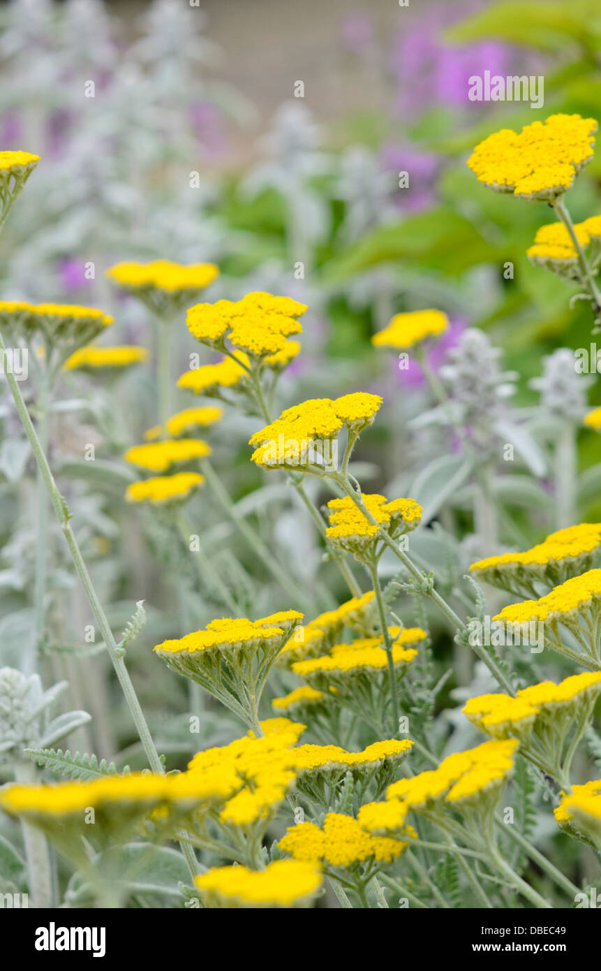 Yarrow (Achillea clypeolata) Stock Photo