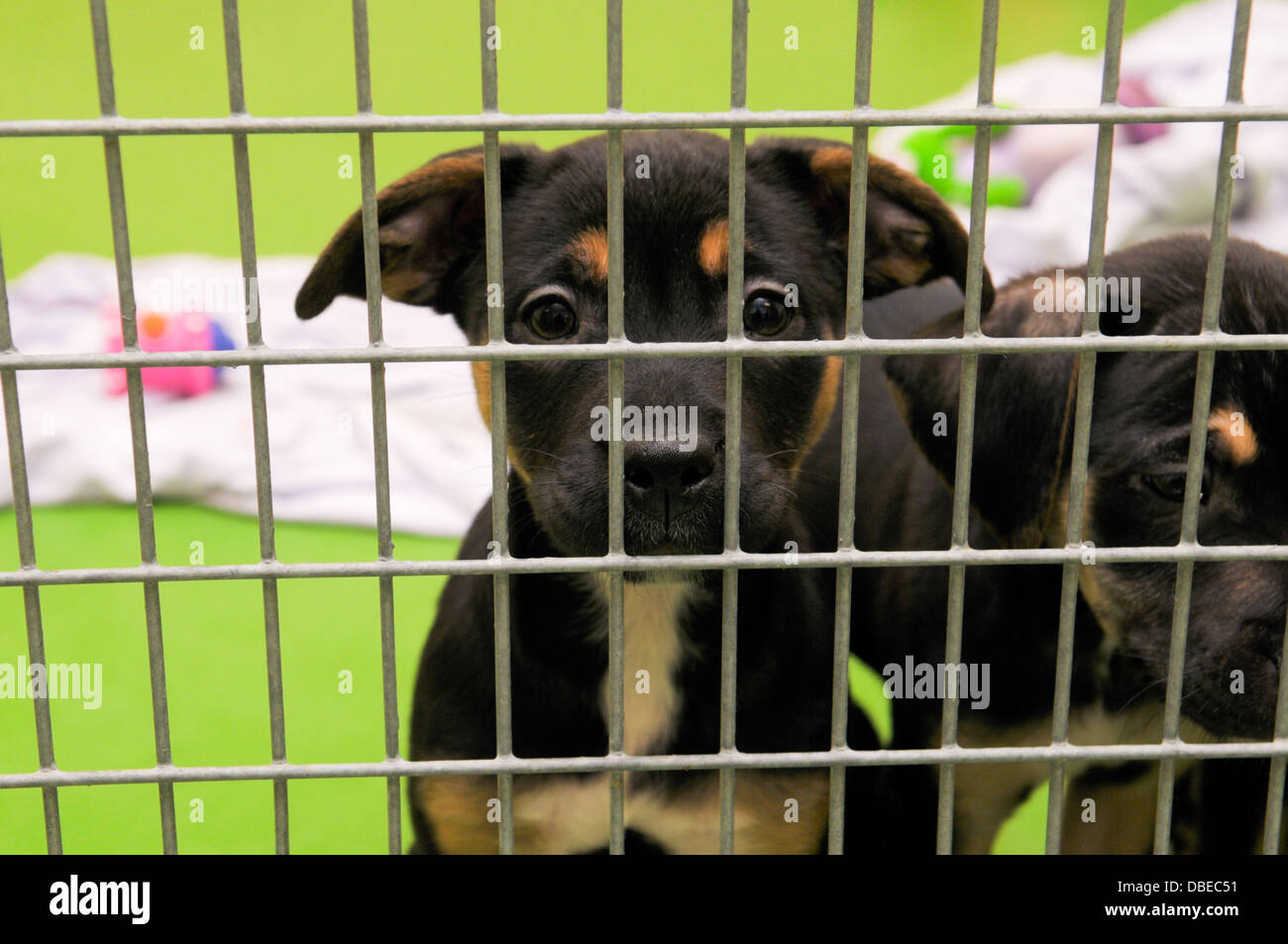 Stray dogs in kennels Stock Photo Alamy