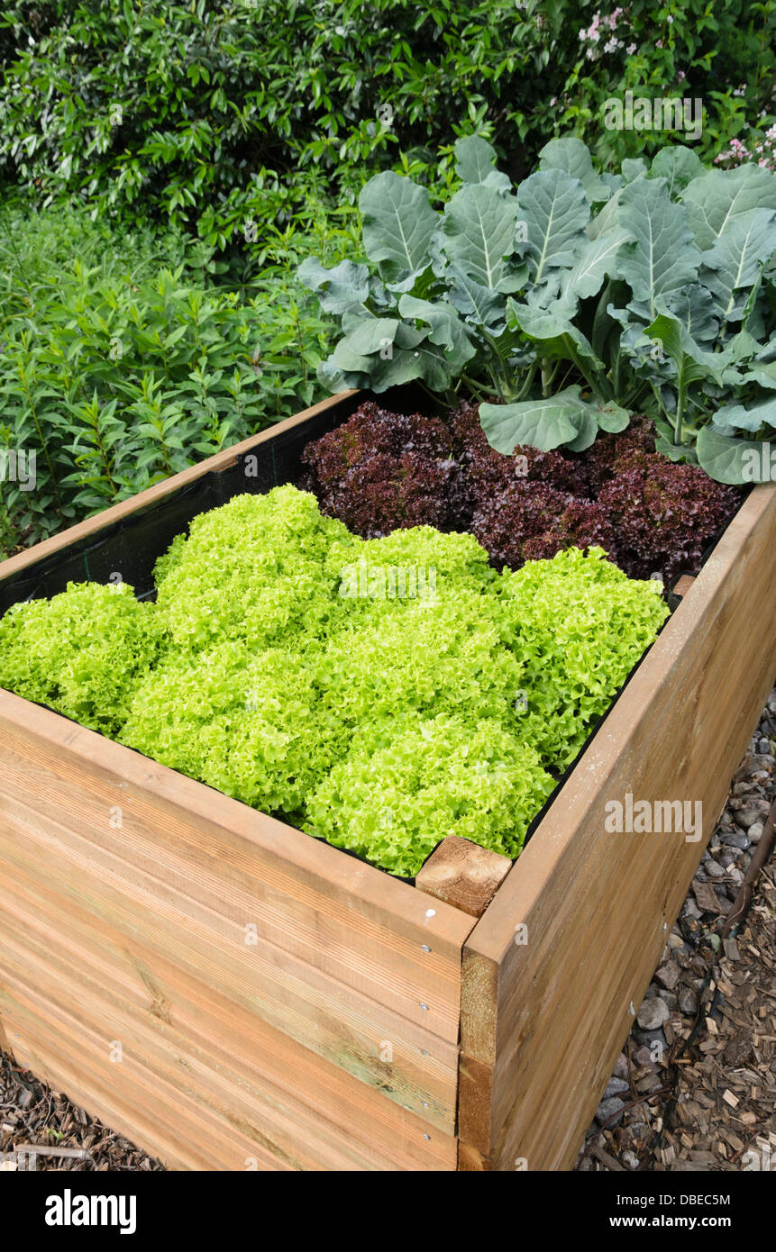 Raised bed with lettuce (Lactuca). Design: Marianne and Detlef Lüdke Stock Photo
