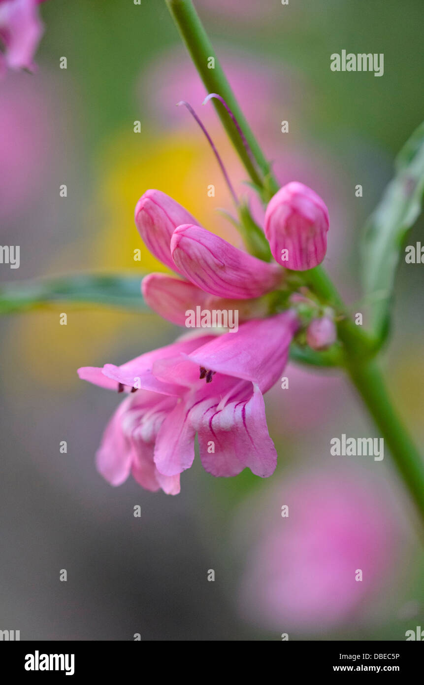 Beard tongue (Penstemon barbatus 'Praecox Nanus Rondo' Stock Photo - Alamy