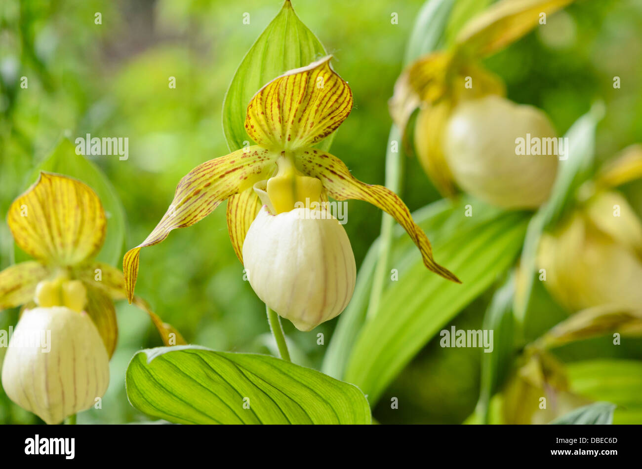 Lady's slipper orchid (Cypripedium Kentucky Maxi) Stock Photo