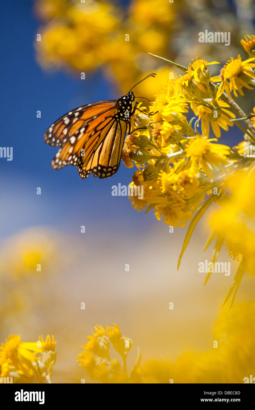 A monarch butterfly feeds on golden milkweed in the Monarch Sanctuary of eastern Michoacan, Mexico. Stock Photo