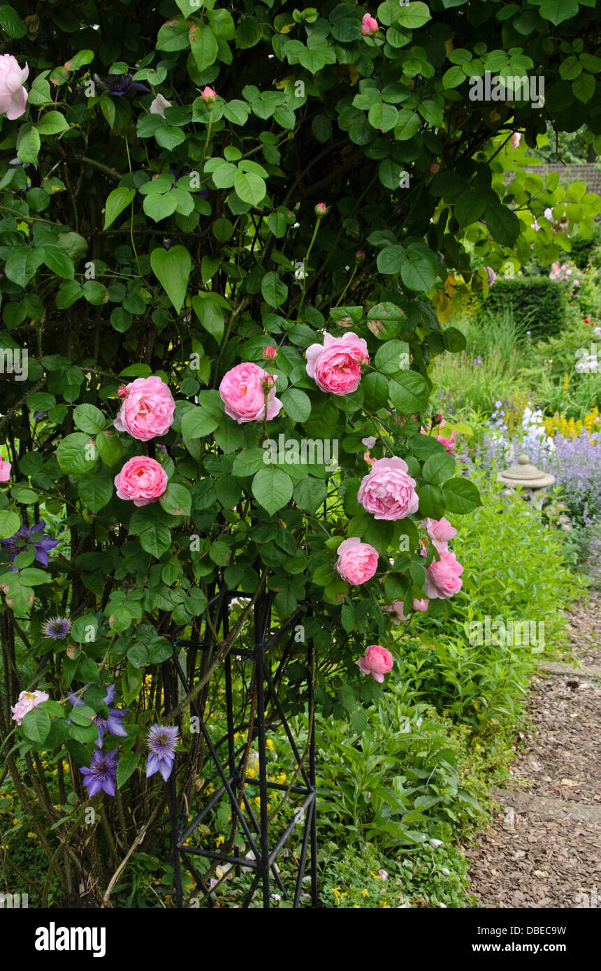 English rose (Rosa Constance Spry) Stock Photo