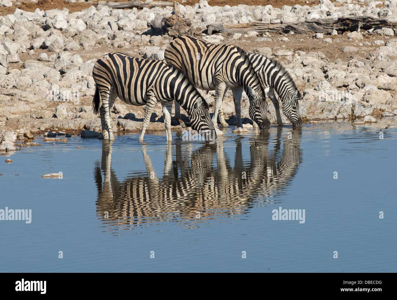 burchell's  Zebra drinking from watering hole in Okaukuejo Etosha National park Namibia Africa Stock Photo