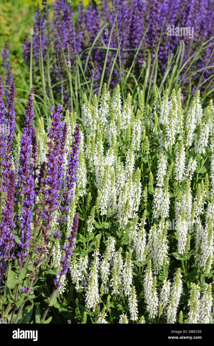 Woodland sage (Salvia nemorosa 'Adrian') Stock Photo