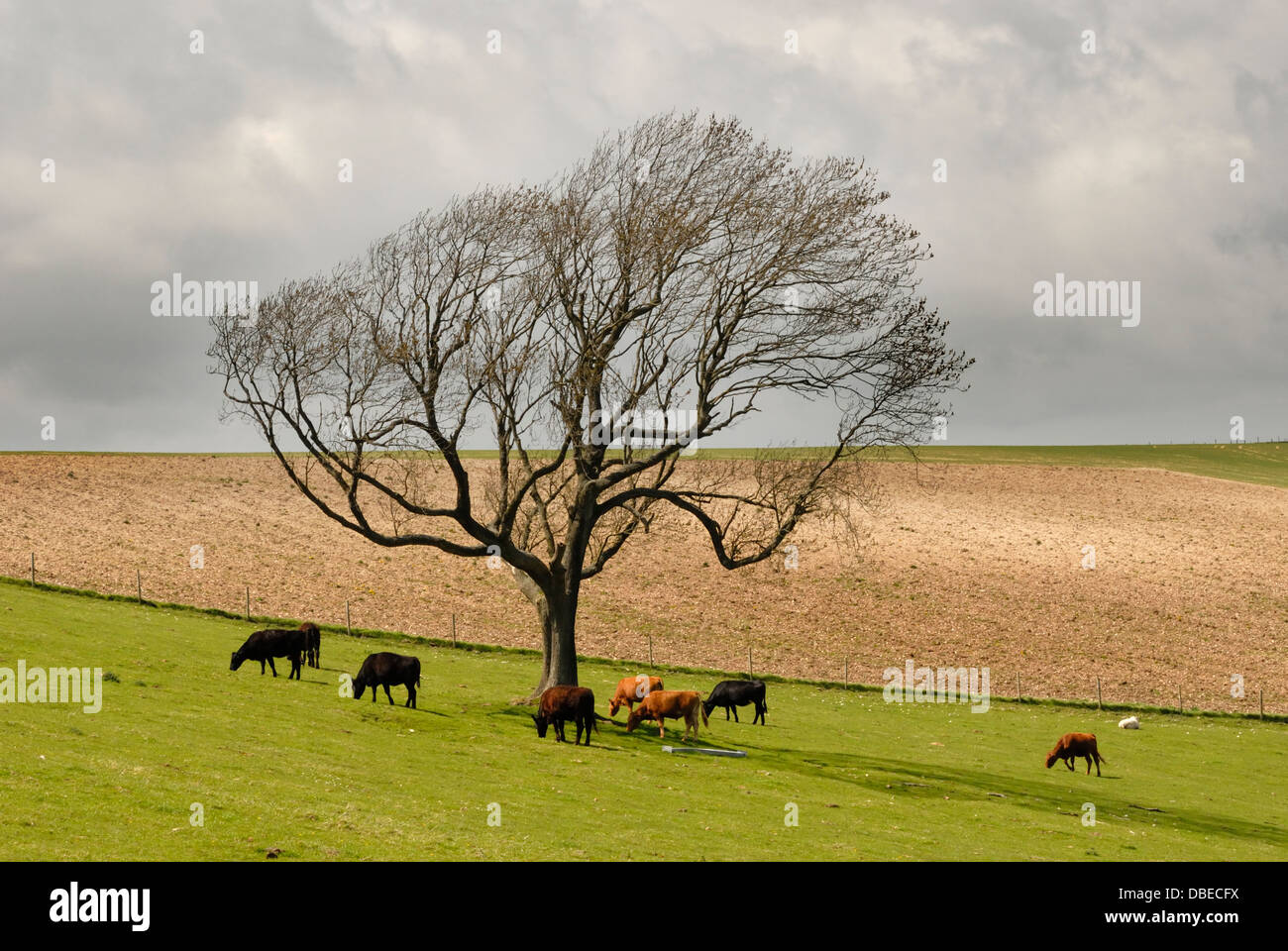 Cattle feed ring hi-res stock photography and images - Alamy