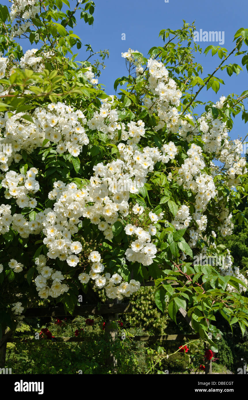 Rambler (Rosa Bobby James) Stock Photo