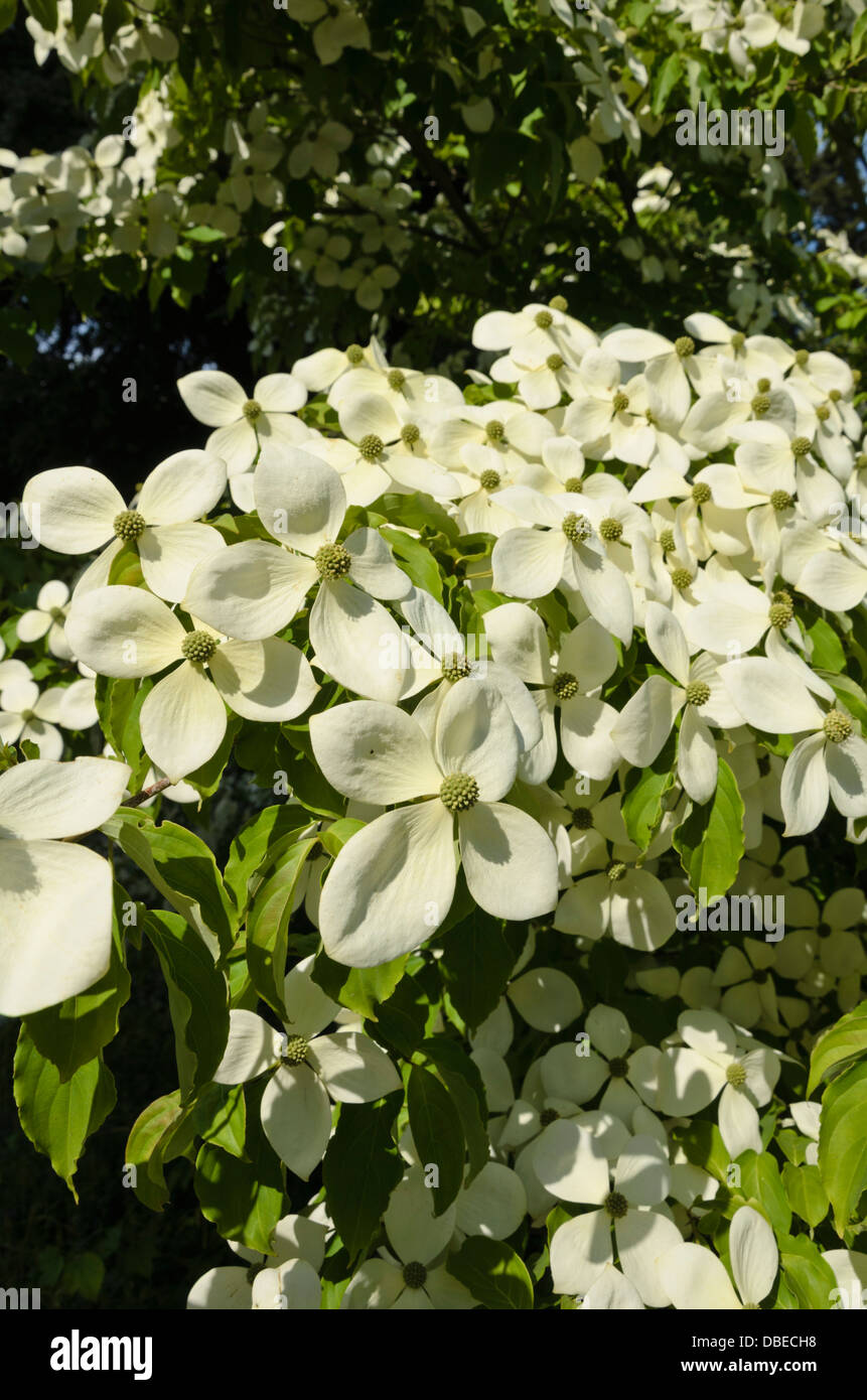 Dogwood (Cornus Porlock) Stock Photo