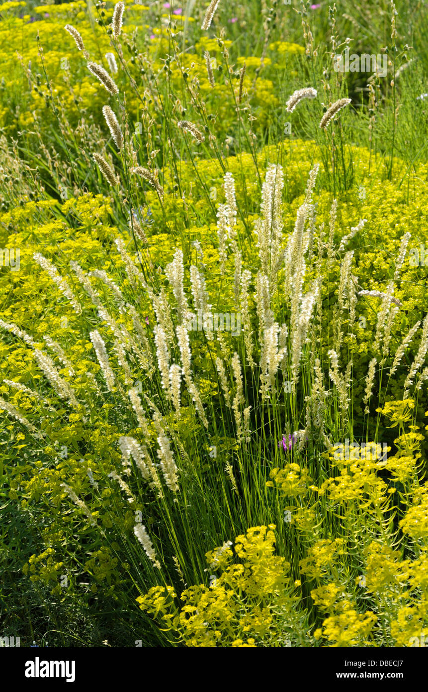 Eyelash pearl grass (Melica ciliata subsp. magnolii) and Seguier's spurge (Euphorbia seguieriana) Stock Photo