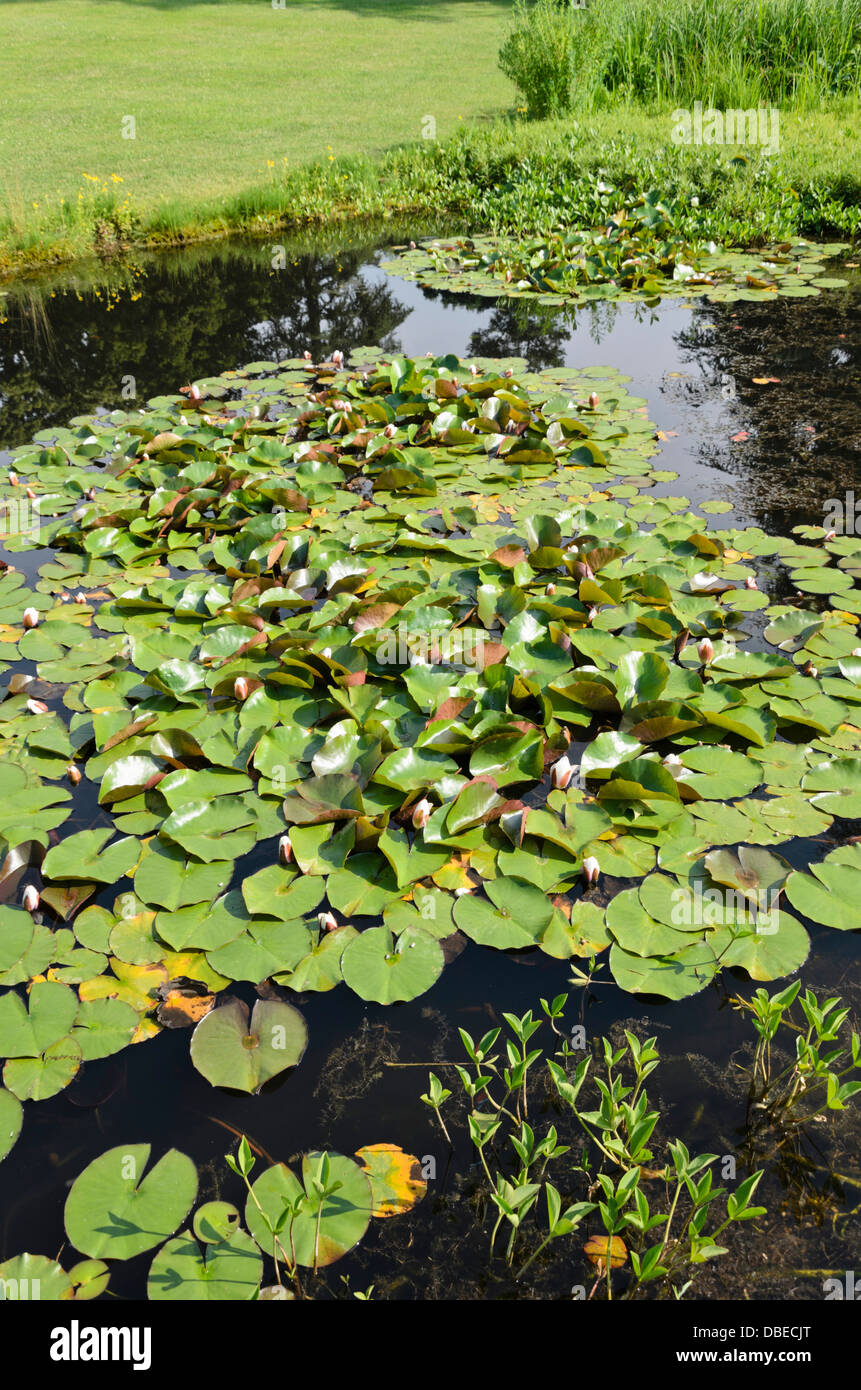 Water lilies (Nymphaea) Stock Photo