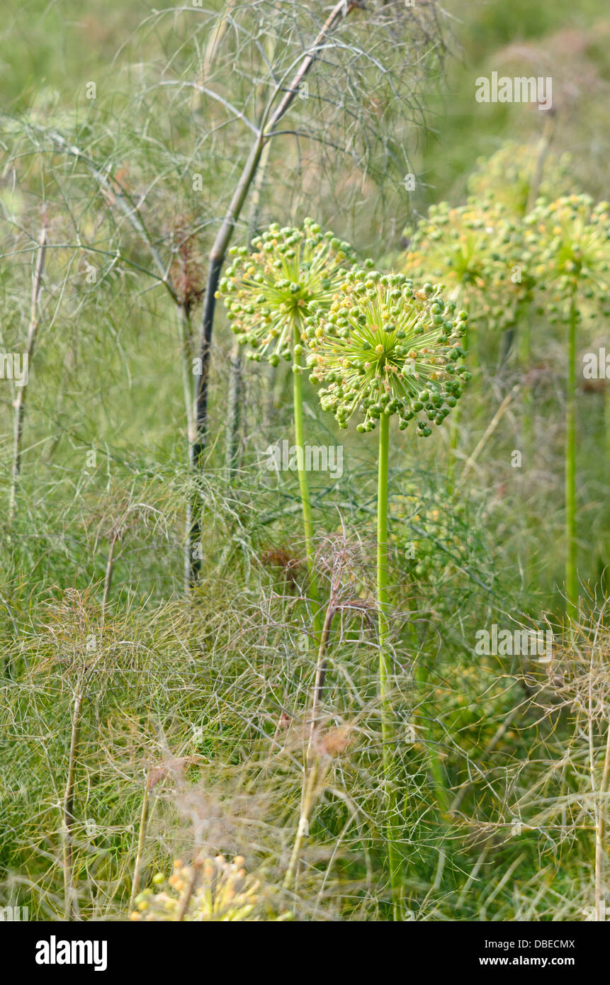 Ornamental onion (Allium) and fennel (Foeniculum vulgare) Stock Photo