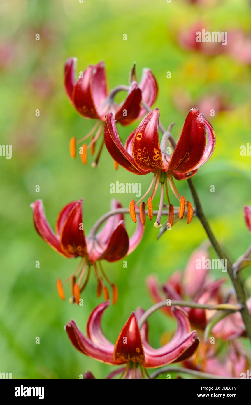 Turk's cap lily (Lilium martagon 'Claude Shride' Stock Photo - Alamy