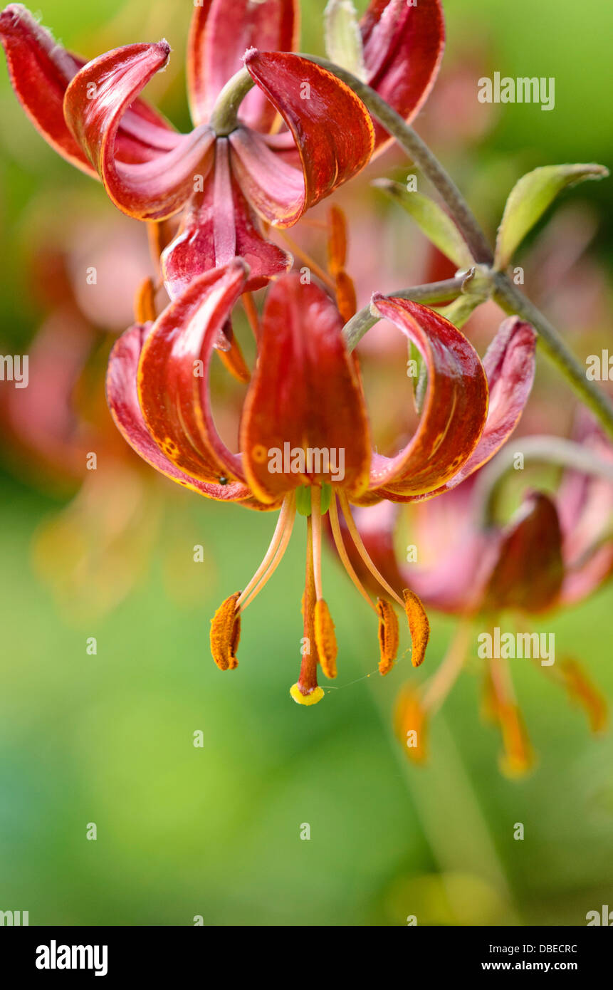 Turk's cap lily (Lilium martagon 'Claude Shride') Stock Photo