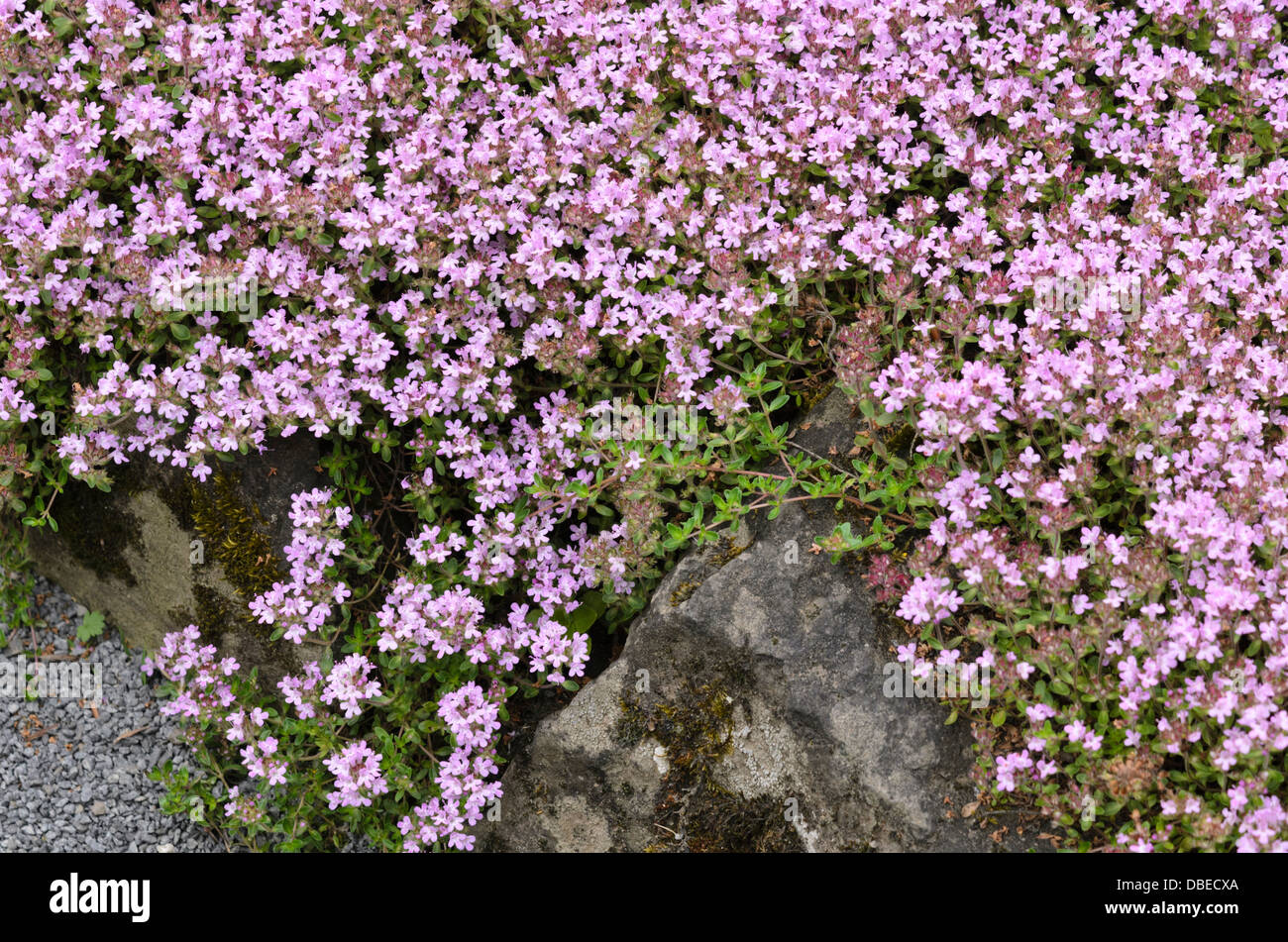 Wild thyme (Thymus serpyllum var. montanus) Stock Photo