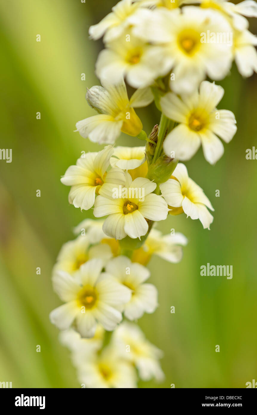 Satin flower (Sisyrinchium striatum) Stock Photo