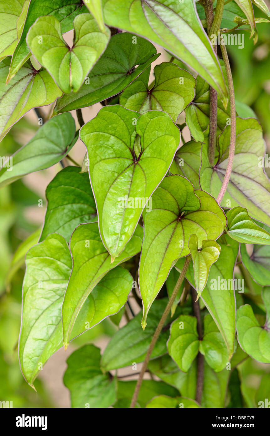 Yam (Dioscorea japonica) Stock Photo