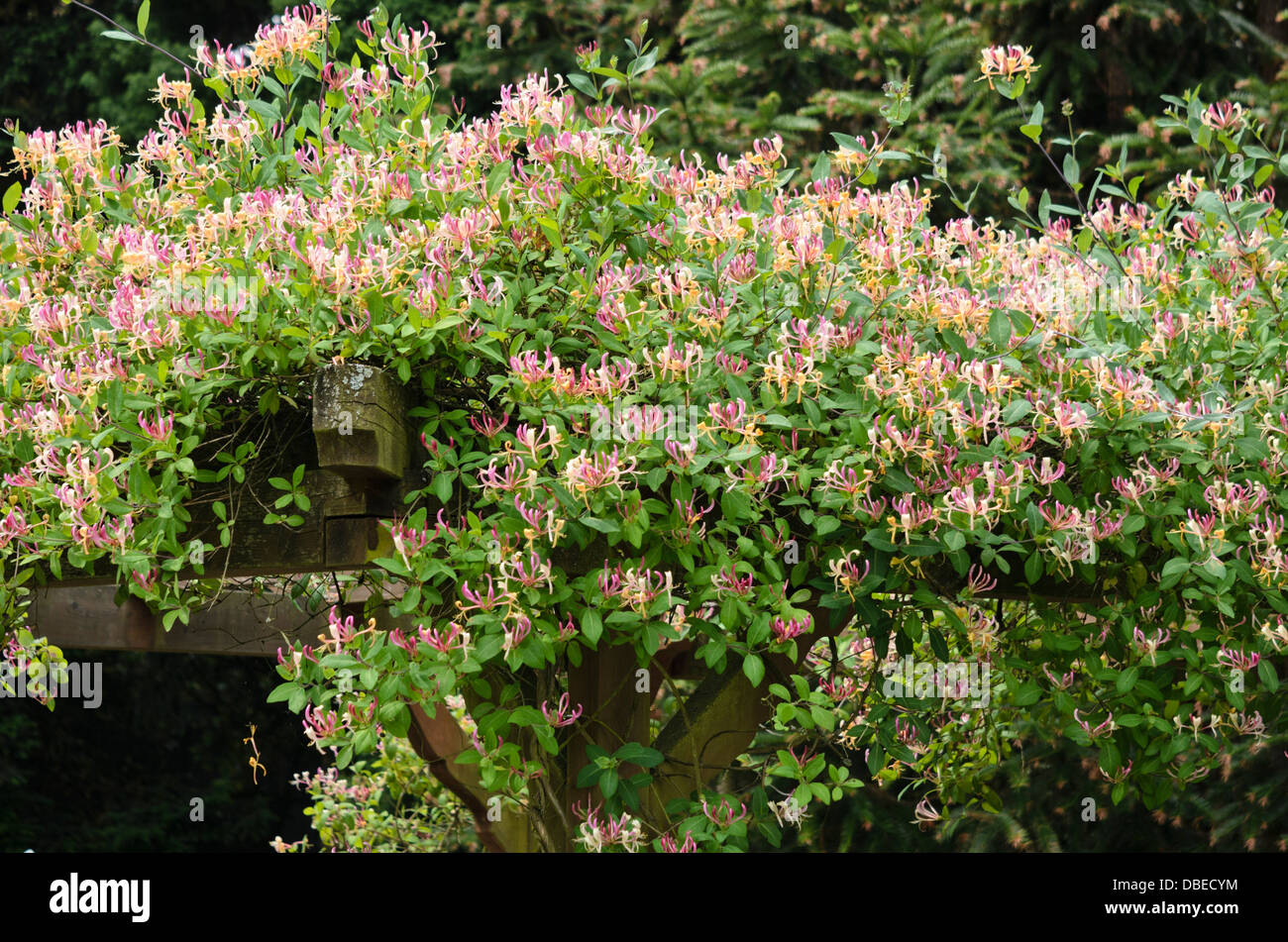 Honeysuckle flowering pergola hires stock photography and images Alamy