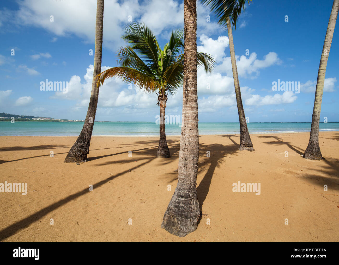 Palms on the Caribbean Beach of Luqillo, Puerto Rico. Stock Photo