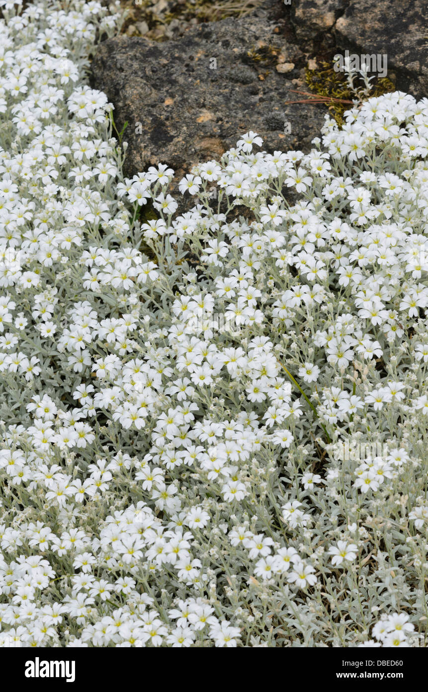 Snow-in-summer (Cerastium tomentosum) Stock Photo