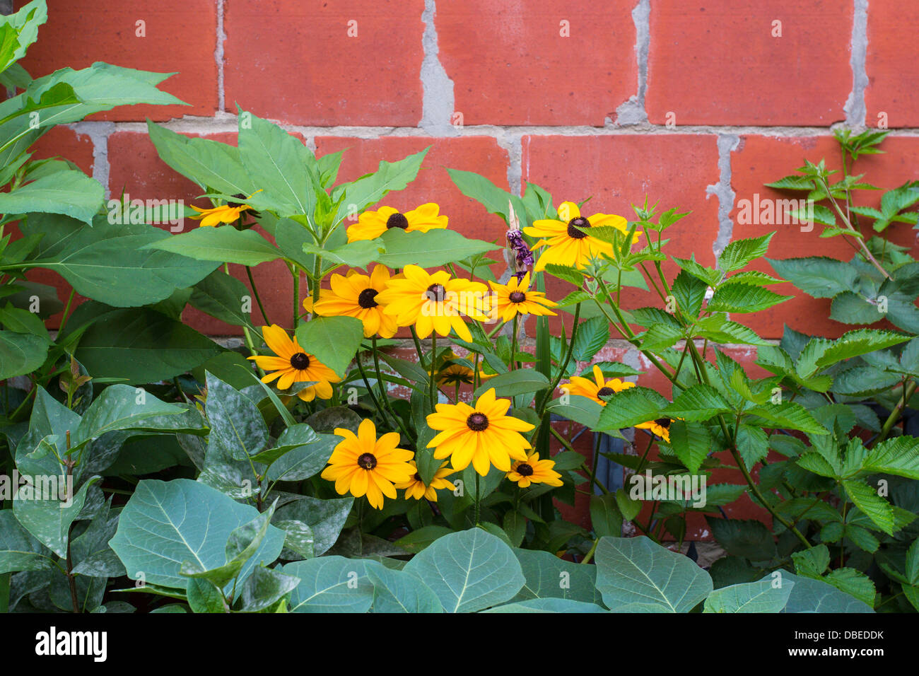 Flowers on GardenWalk Buffalo the largest garden tour in US and part of