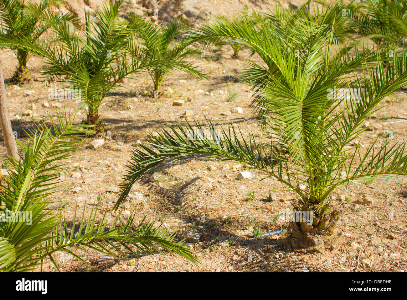 Little palm trees Stock Photo Alamy