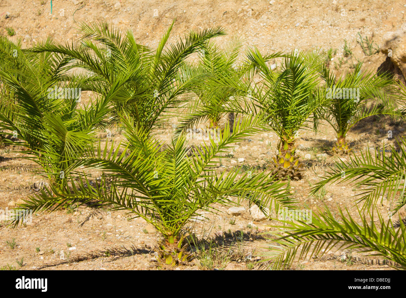 Little palm trees Stock Photo Alamy
