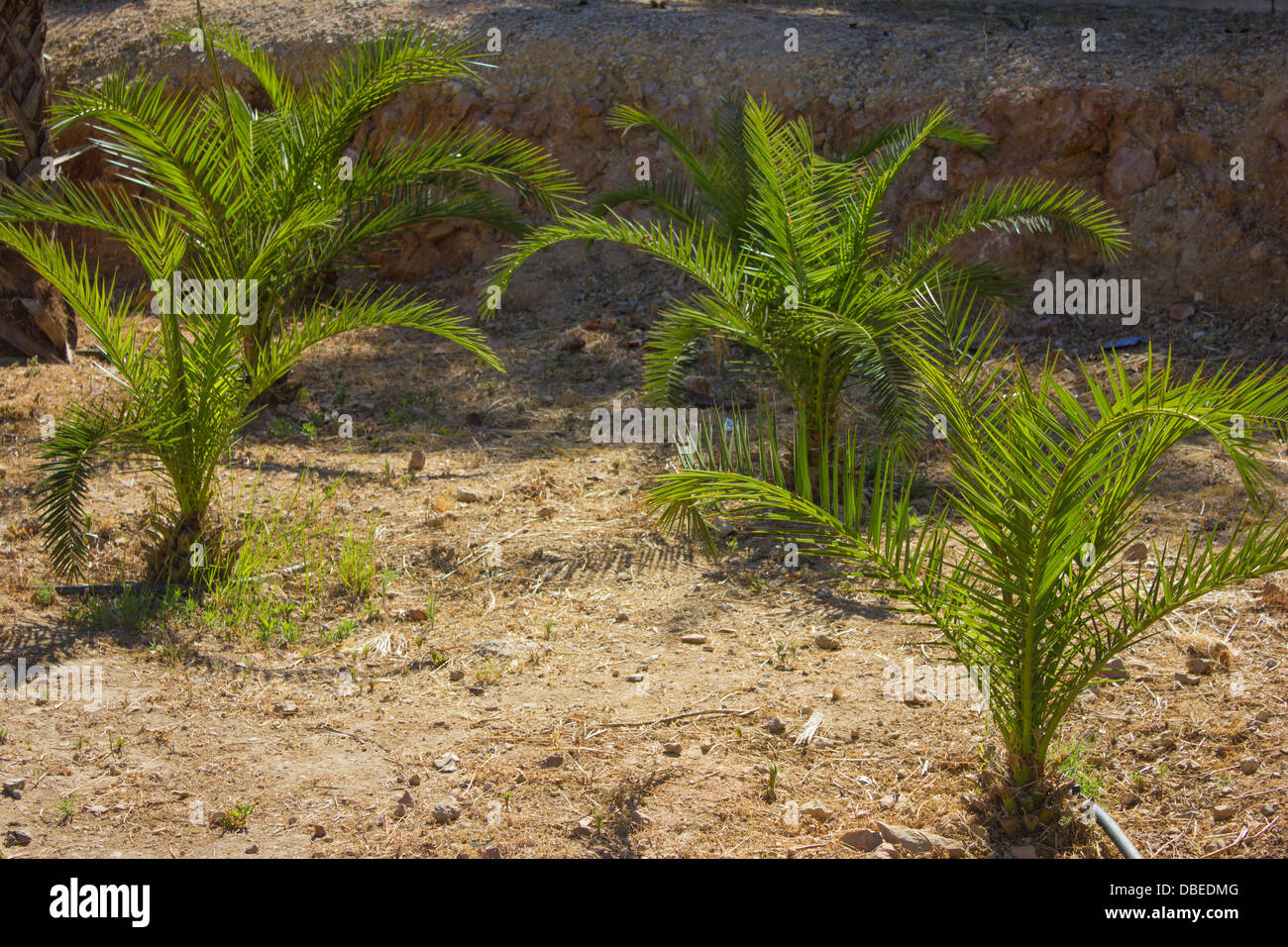 Little palm trees Stock Photo Alamy