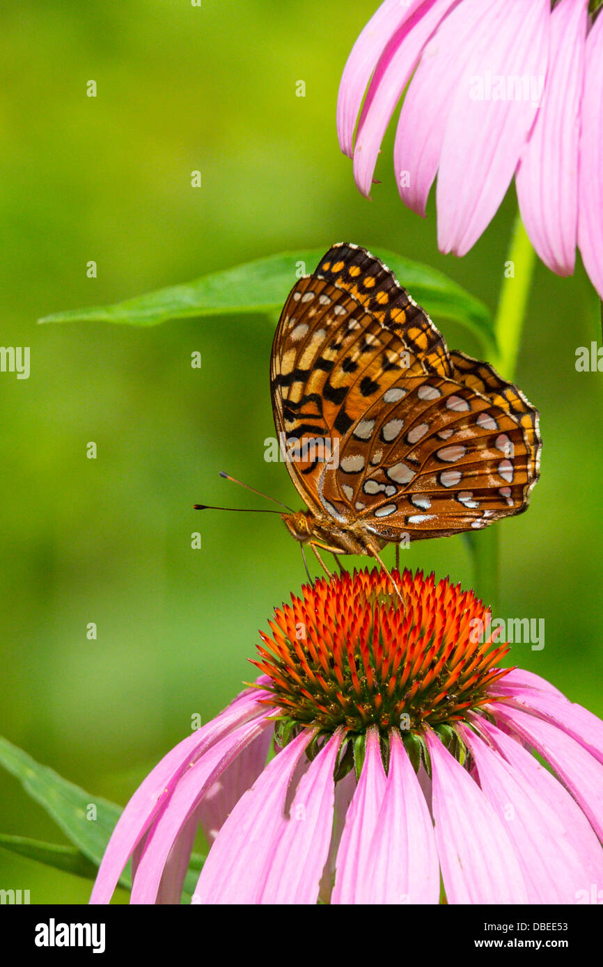 Butterfly on Purple Coneflower Stock Photo