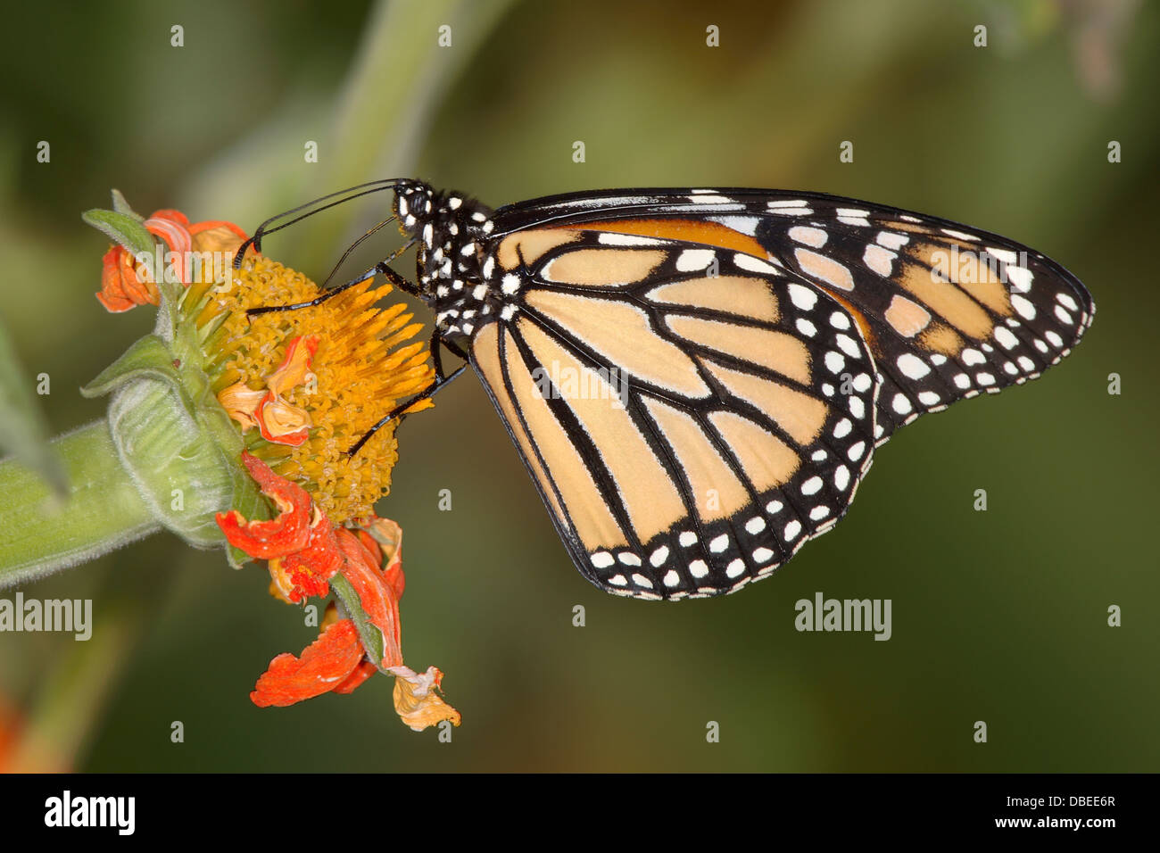 A Monarch Butterfly On An Orange Flower, Danaus plexippus Stock Photo ...