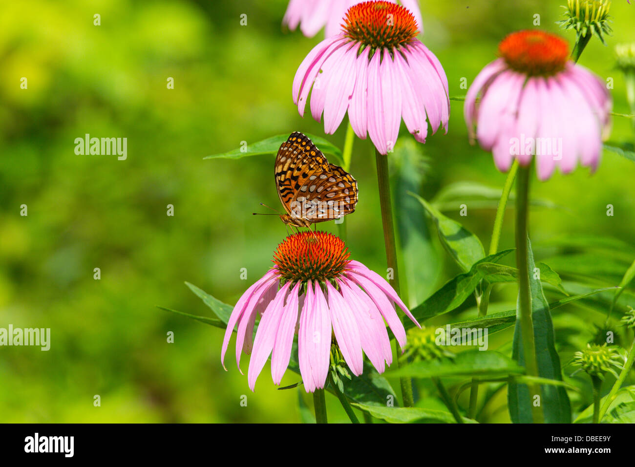 Butterfly on Purple Coneflower Stock Photo