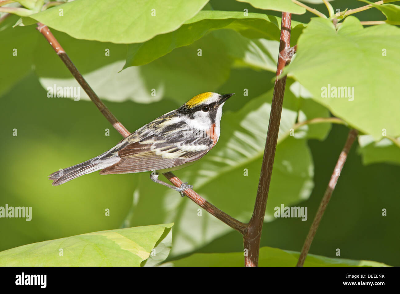 Chestnut-sided Warbler perching bird songbird Ornithology Science Nature Wildlife Environment Stock Photo