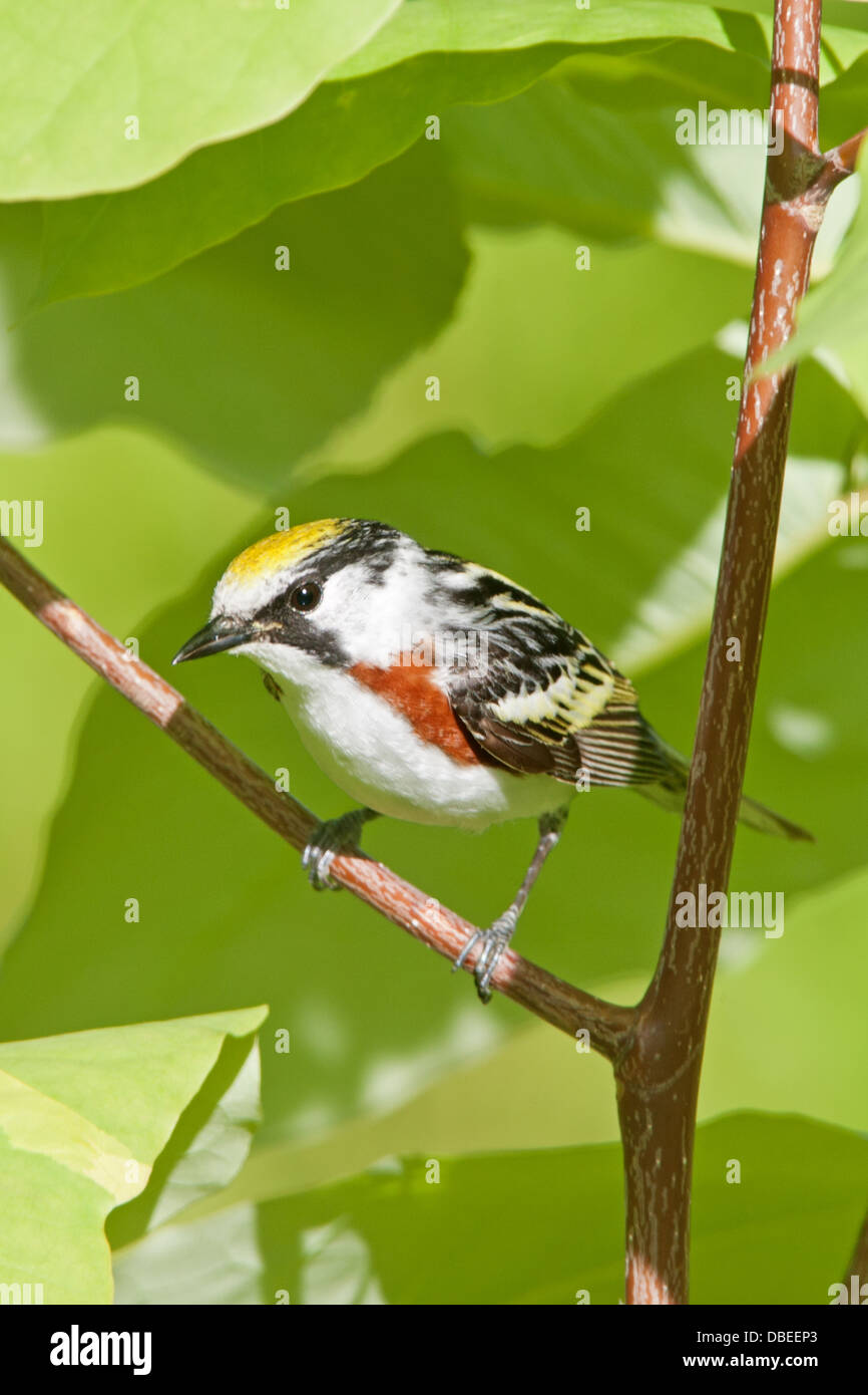 Chestnut-sided Warbler perching - vertical bird songbird Ornithology Science Nature Wildlife Environment Stock Photo