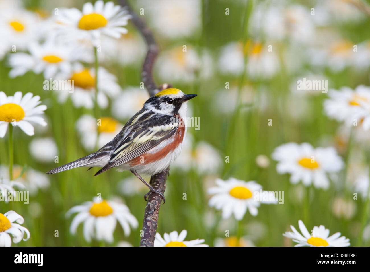 Chestnut-sided Warbler perching near Daisies Stock Photo