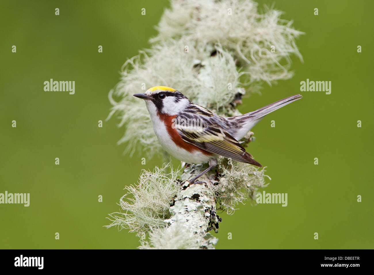 Chestnut-sided Warbler perching on branch with fruticose lichen bird songbird Ornithology Science Nature Wildlife Environment Stock Photo
