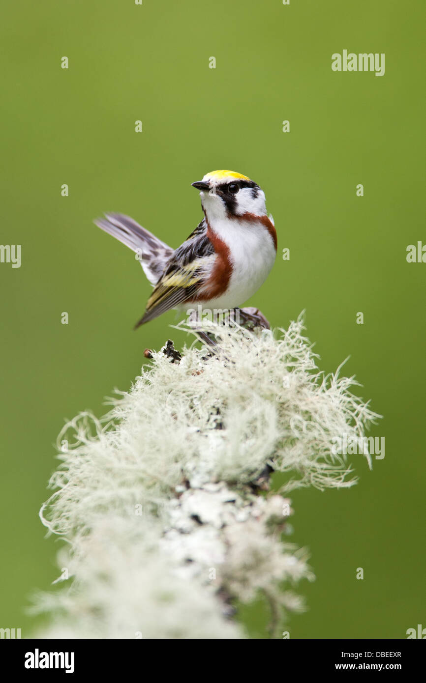 Chestnut-sided Warbler perched on branch with fruticose lichen - vertical bird songbird Ornithology Science Nature Wildlife Environment Stock Photo