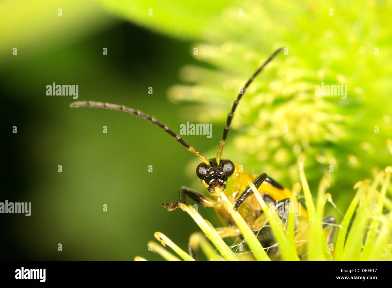 Spotted cucumber beetle (Diabrotica undecimpuncta). Stock Photo