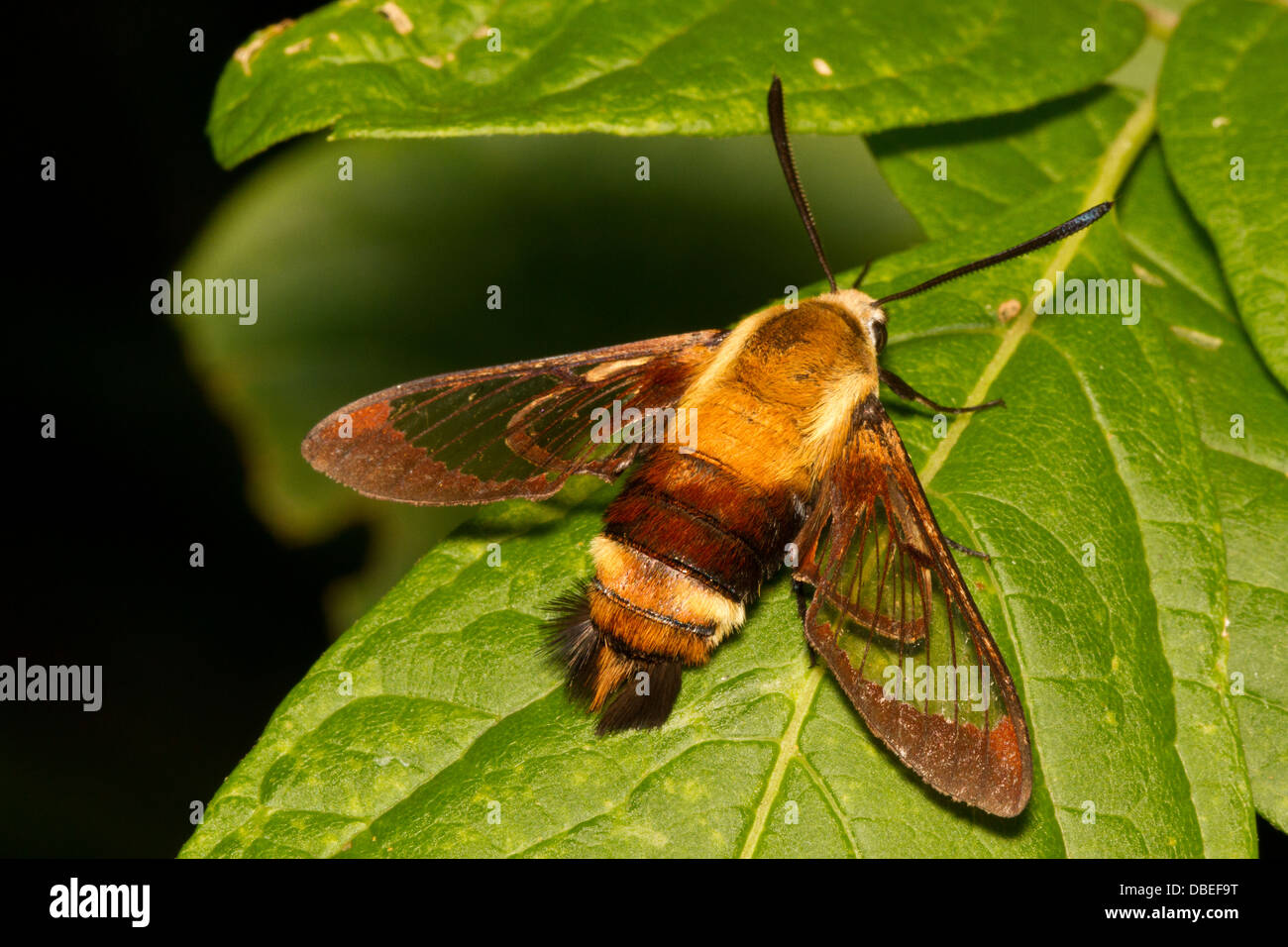 Snowberry Clearwing Moth ( Hermaris diffinis) Stock Photo