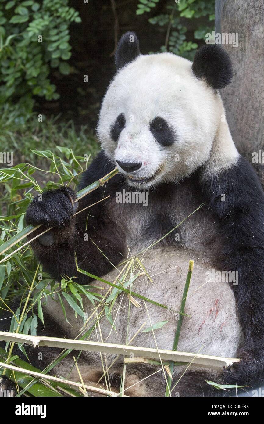 Panda china wolong panda center hires stock photography and images Alamy