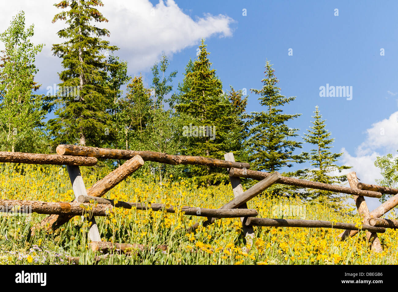 Wildflowers in a full bloom in Crested Butte, Colorado Stock Photo Alamy