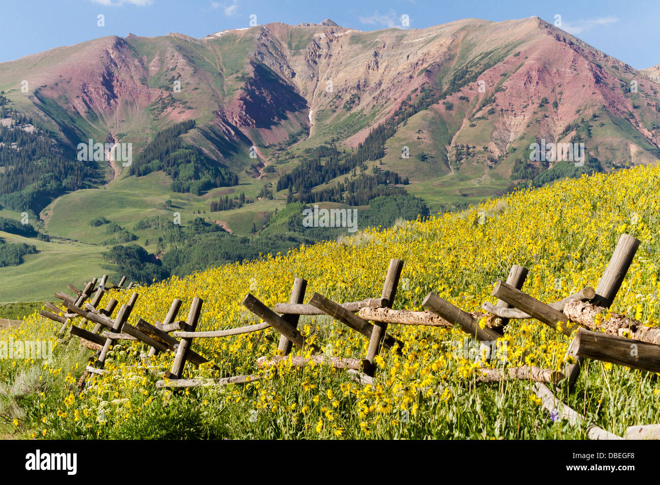 Wildflowers in a full bloom in Crested Butte, Colorado Stock Photo Alamy