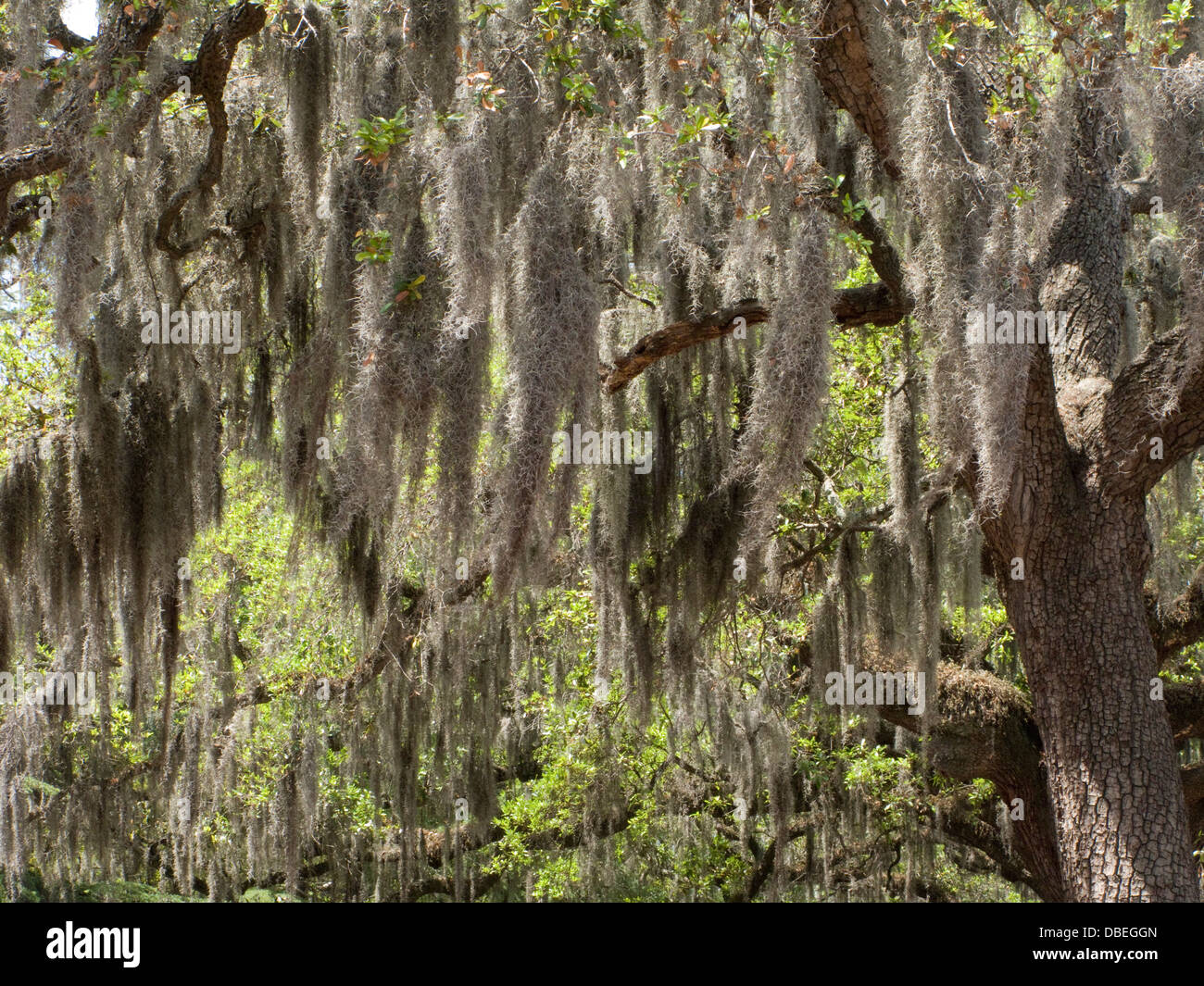 Spanish moss savannah hires stock photography and images Alamy