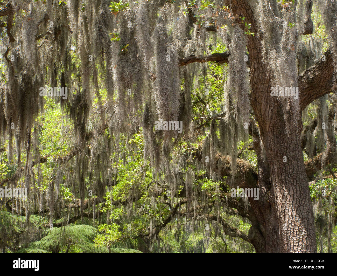 SPANISH MOSS HANGING ON TREE BRANCHES SAVANNAH GEORGIA USA Stock Photo