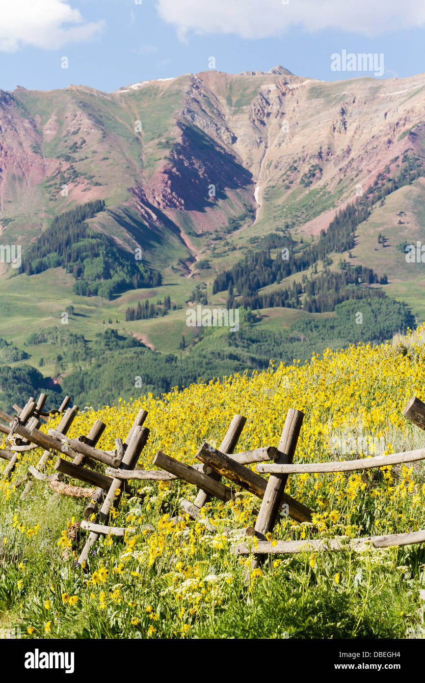 Wildflowers in a full bloom in Crested Butte, Colorado Stock Photo Alamy