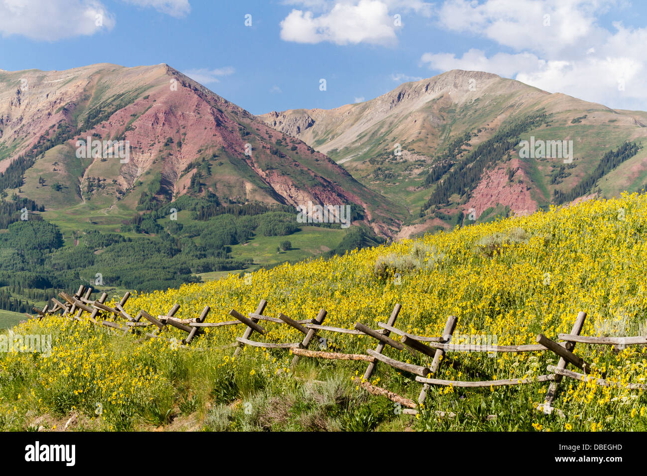 Wildflowers in a full bloom in Crested Butte, Colorado Stock Photo Alamy
