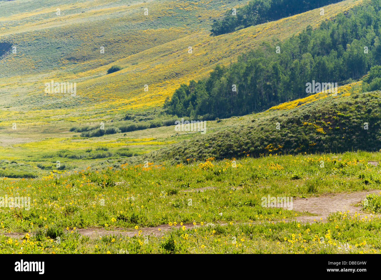 Wildflowers in a full bloom in Crested Butte, Colorado Stock Photo Alamy