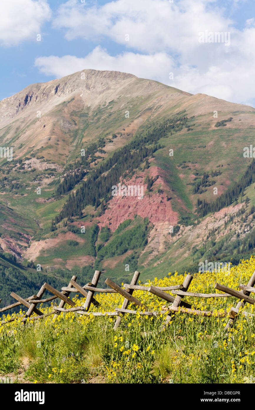 Wildflowers in a full bloom in Crested Butte, Colorado Stock Photo Alamy