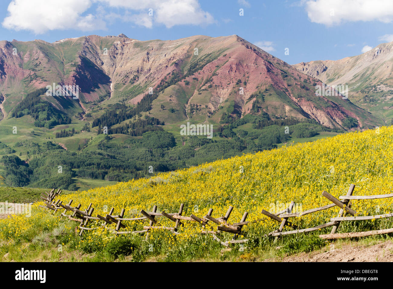 Wildflowers in a full bloom in Crested Butte, Colorado Stock Photo Alamy