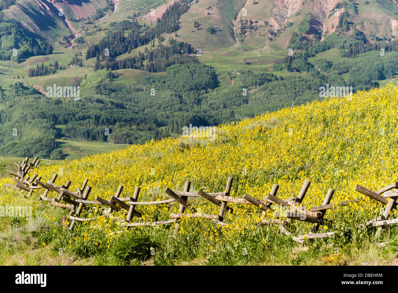 Wildflowers in a full bloom in Crested Butte, Colorado Stock Photo Alamy