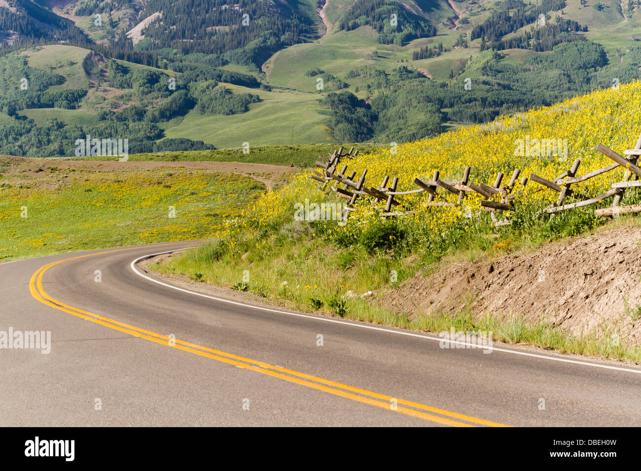 Wildflowers in a full bloom in Crested Butte, Colorado Stock Photo Alamy