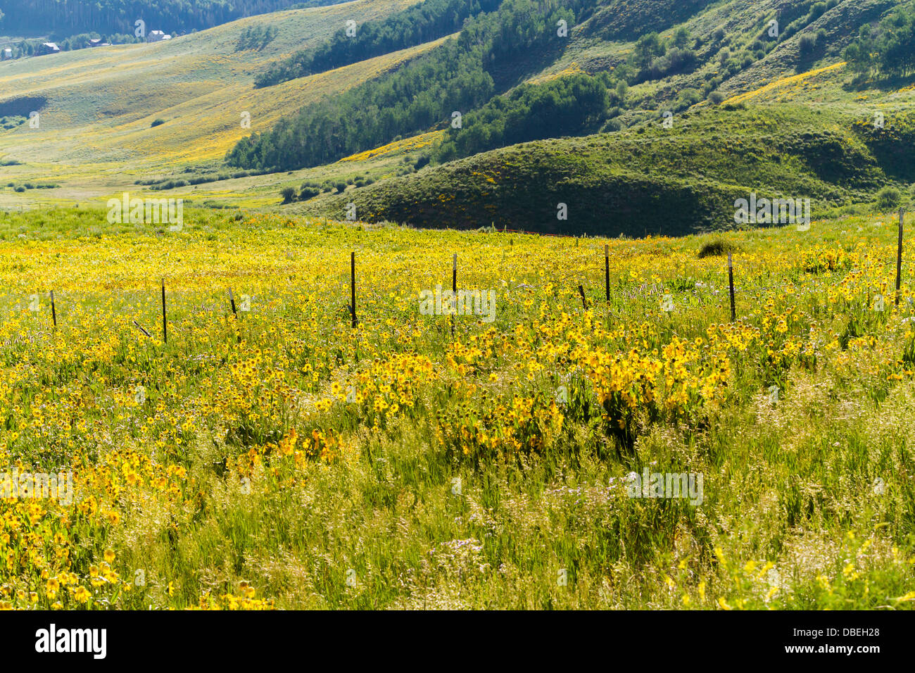 Wildflowers in a full bloom in Crested Butte, Colorado Stock Photo Alamy